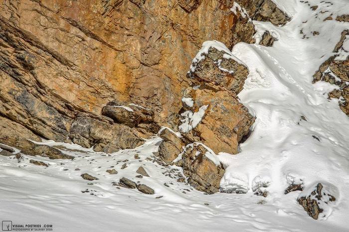 На этих фотографиях Saurabh Desai искусно маскируется Снежный Барс