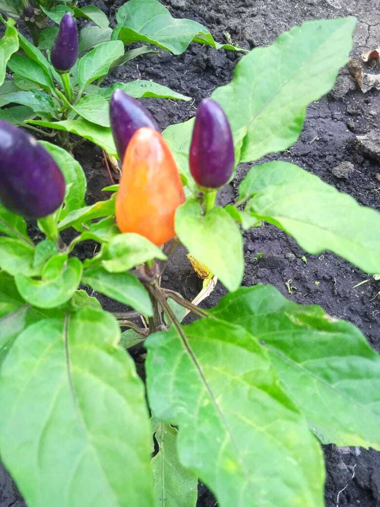 Чудо перчик: декоративный разноцветный перчик, мое новое украшение овощной грядки