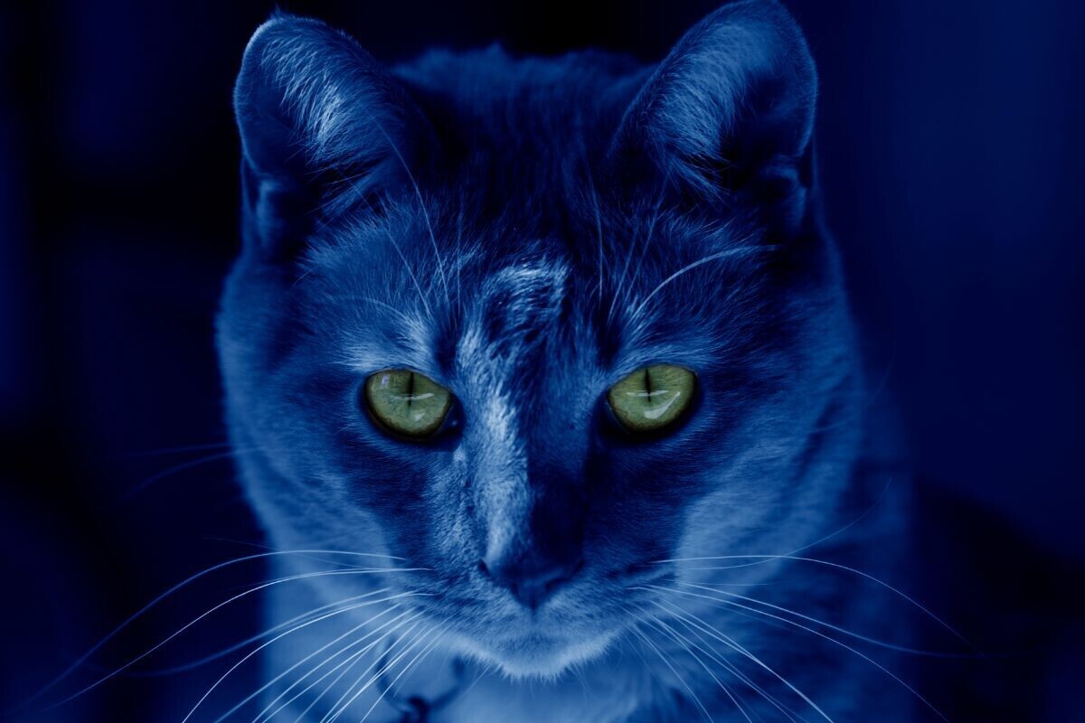 Ночная жизнь кошек: что ночью интересного происходит?