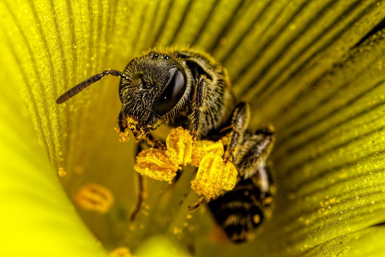 Сколько живут пчелы? И от чего это зависит?