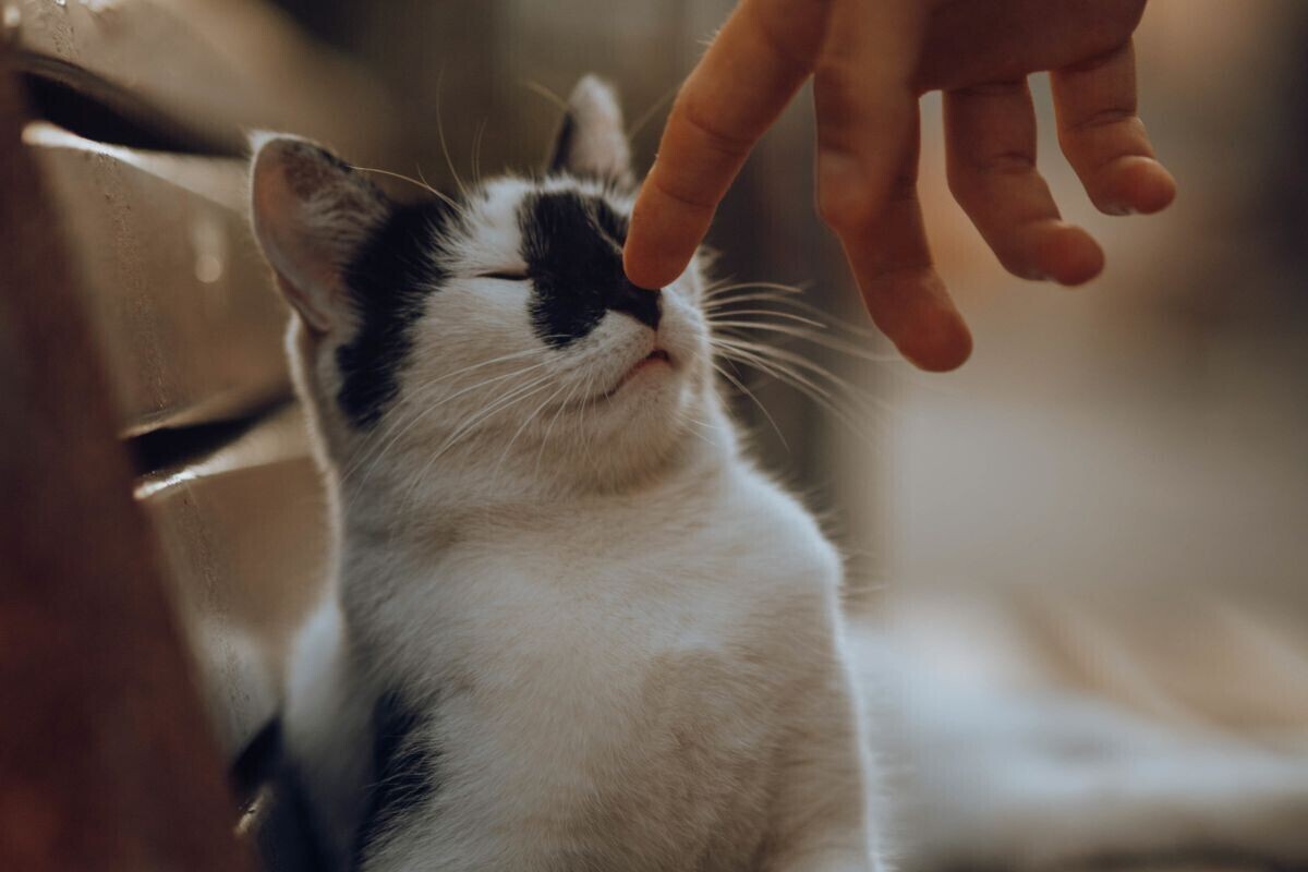 Как кошки относятся к людям.