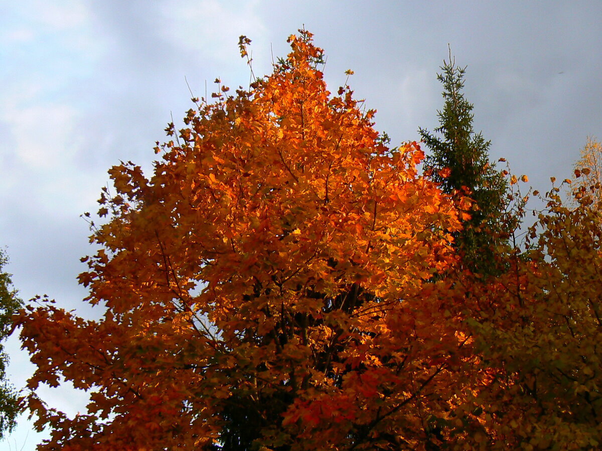 Осенние утренние Вирши 2. /Вне конкурса/ Офтальмологам посвящается.