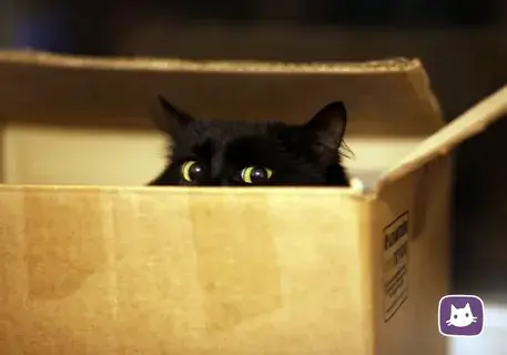 Кошки и коробки: почему они так любят друг друга