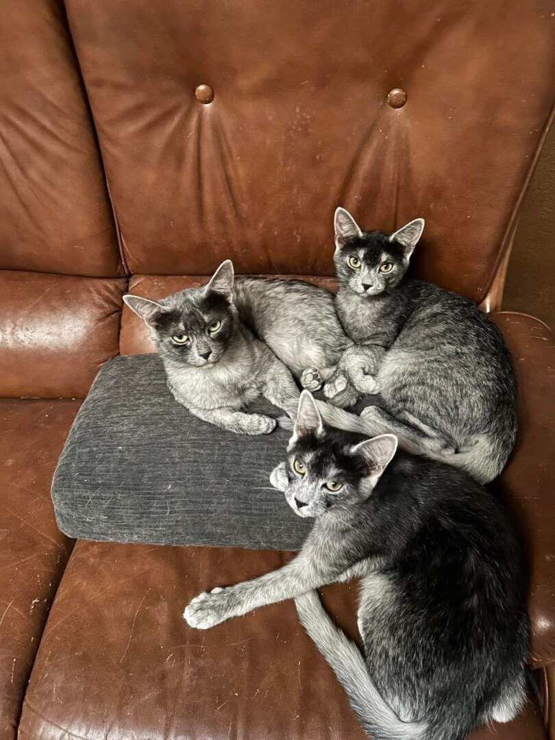 В Румынии обнаружили новую породу кошек