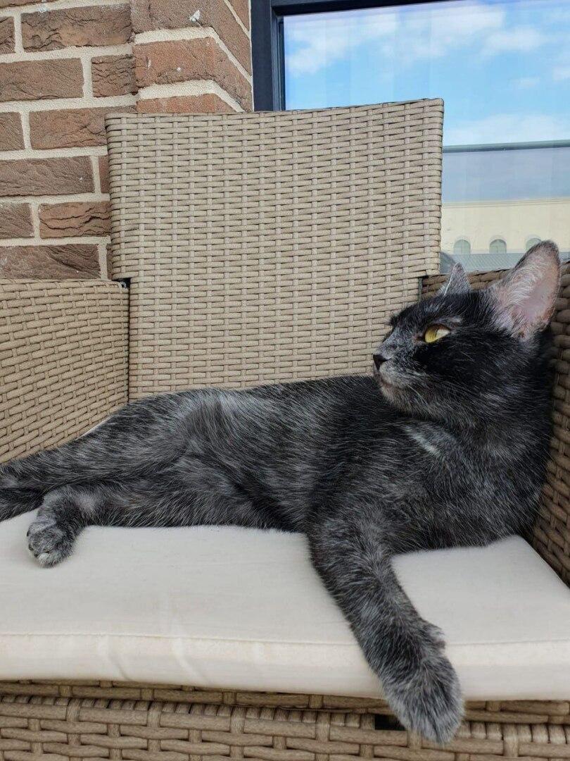 В Румынии обнаружили новую породу кошек