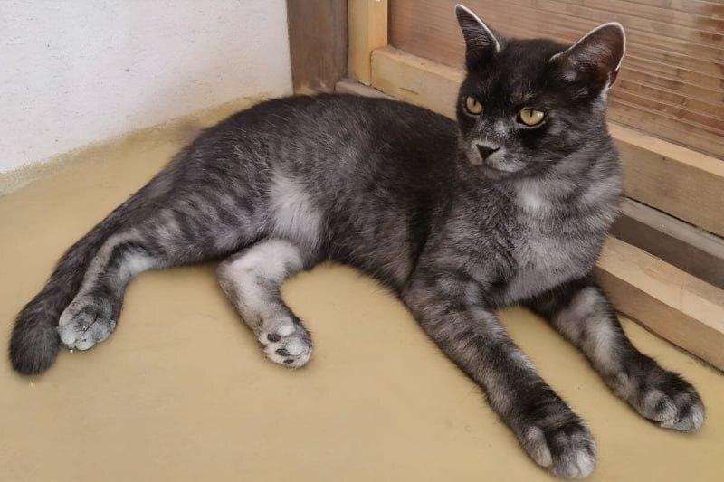 В Румынии обнаружили новую породу кошек