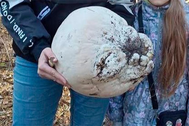 Российские грибники, нашедшие интересные грибы