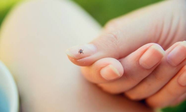 Симптомы болезни Лайма на ранних стадиях – как распознать болезнь?