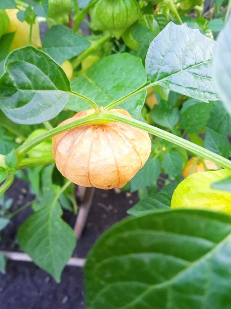 Моя новая дачная экзотика: физалис с ананасовым вкусом, что это за "фрукт" и как его едят