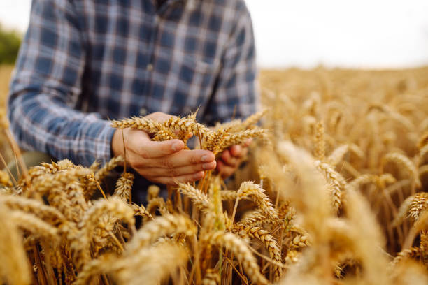 Рекордный урожай отметил Мишустин и обещал увеличить поддержку сельскому хозяйству для достижения еще больших результатов