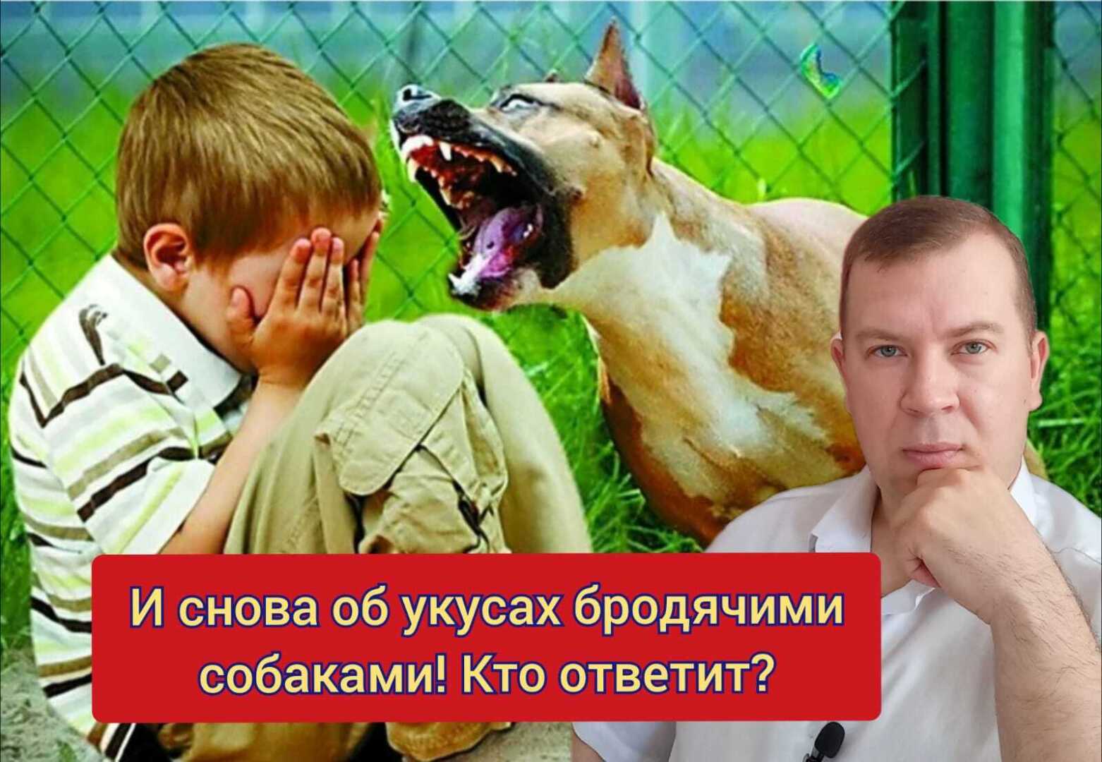 И снова об укусах детей бродячими собаками! За вред ответила местная администрация! Свежая личная судебная практика 2024 г.