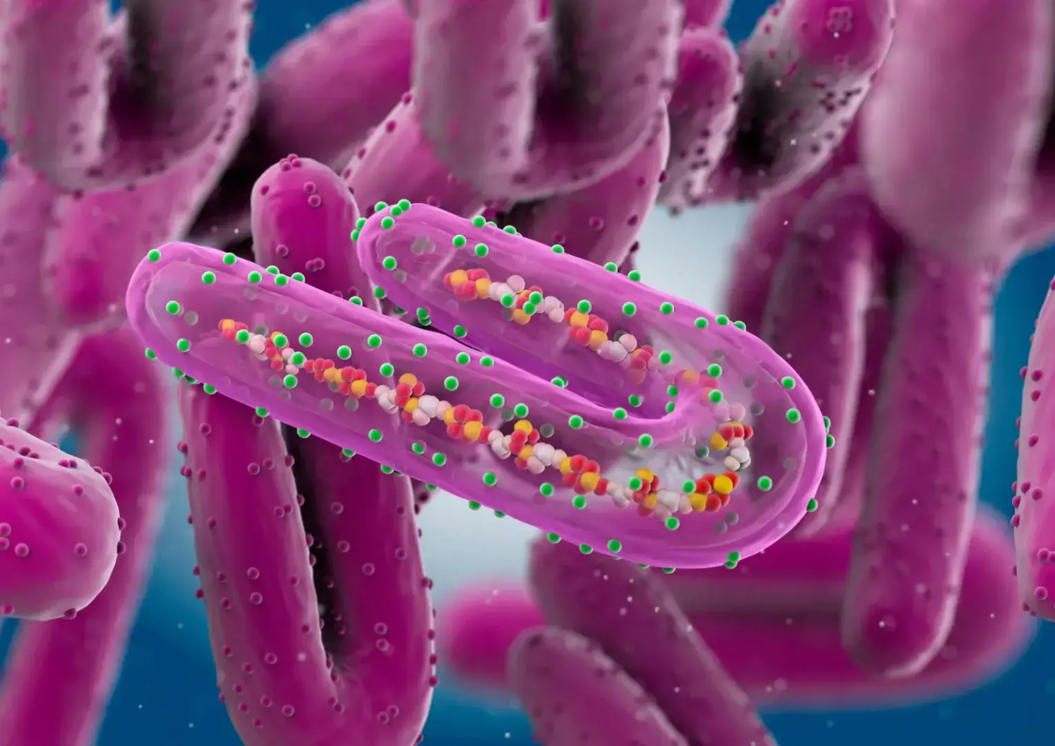 ВОЗ предупреждает о распространении Марбургского вируса