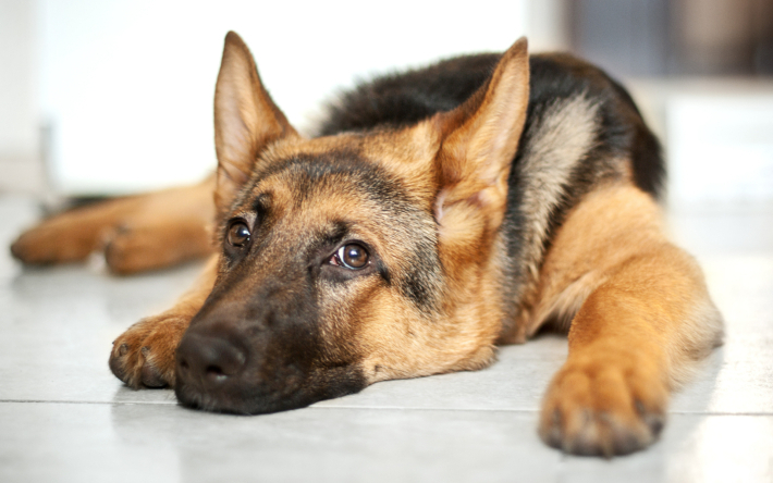 Родители знакомят немецкую овчарку с новым котенком, и ее ужасная реакция бесценна