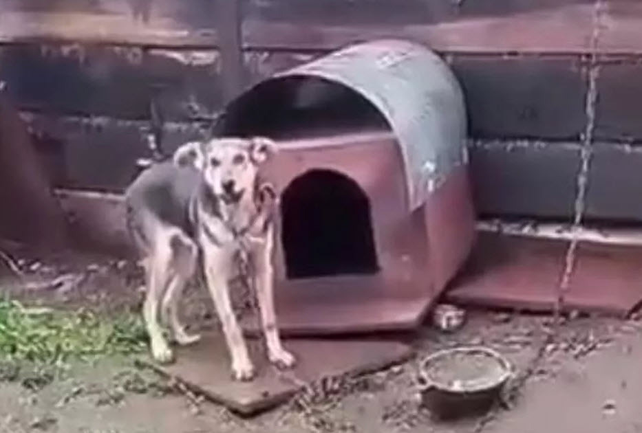 Чудовищная жестокость подростков в Иркутской области. Что им грозит?