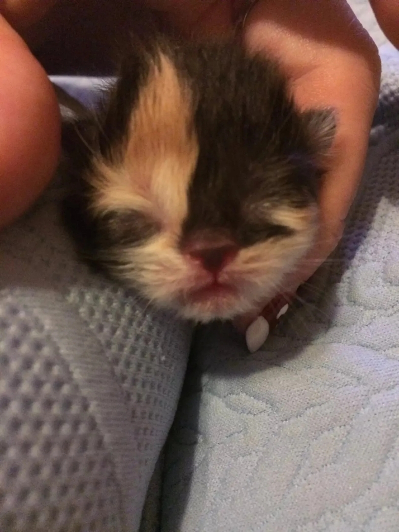 Наша кошка Моника