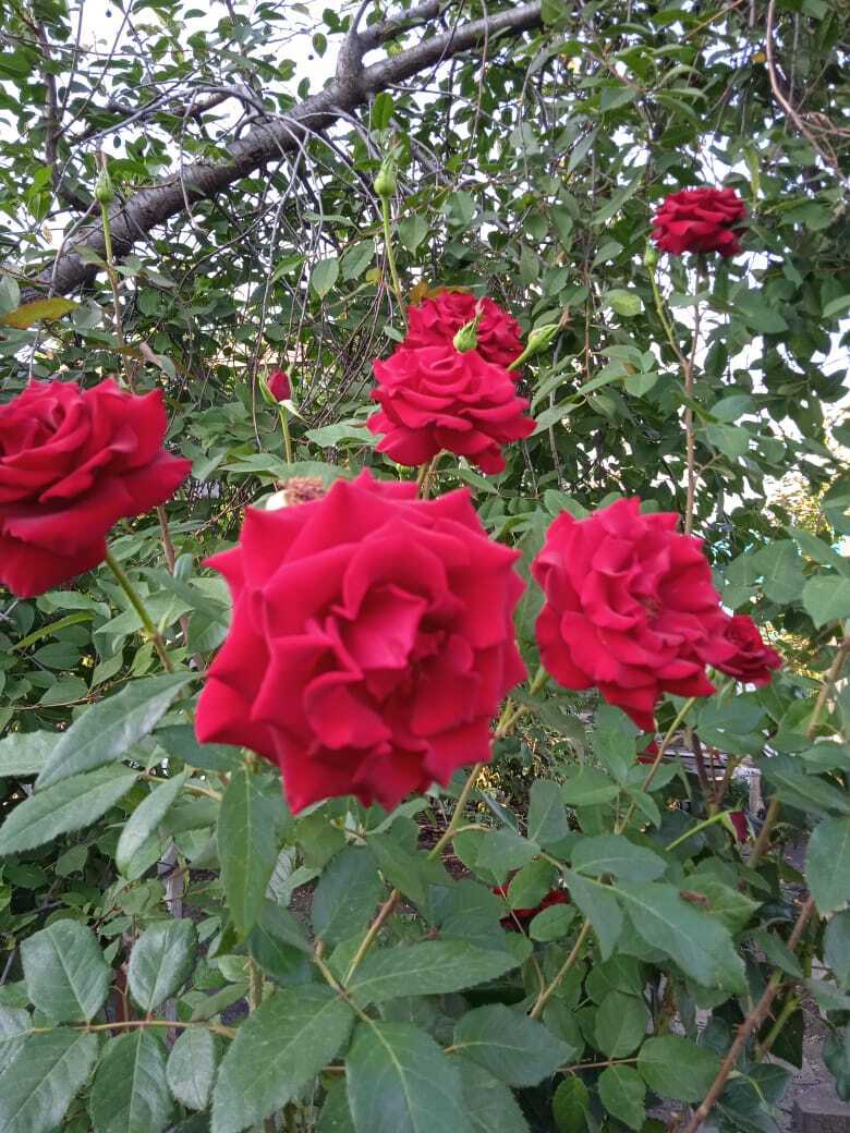 "Черная магия" - это не мистика, а завораживающая своей красотой моя чайно-гибридная роза