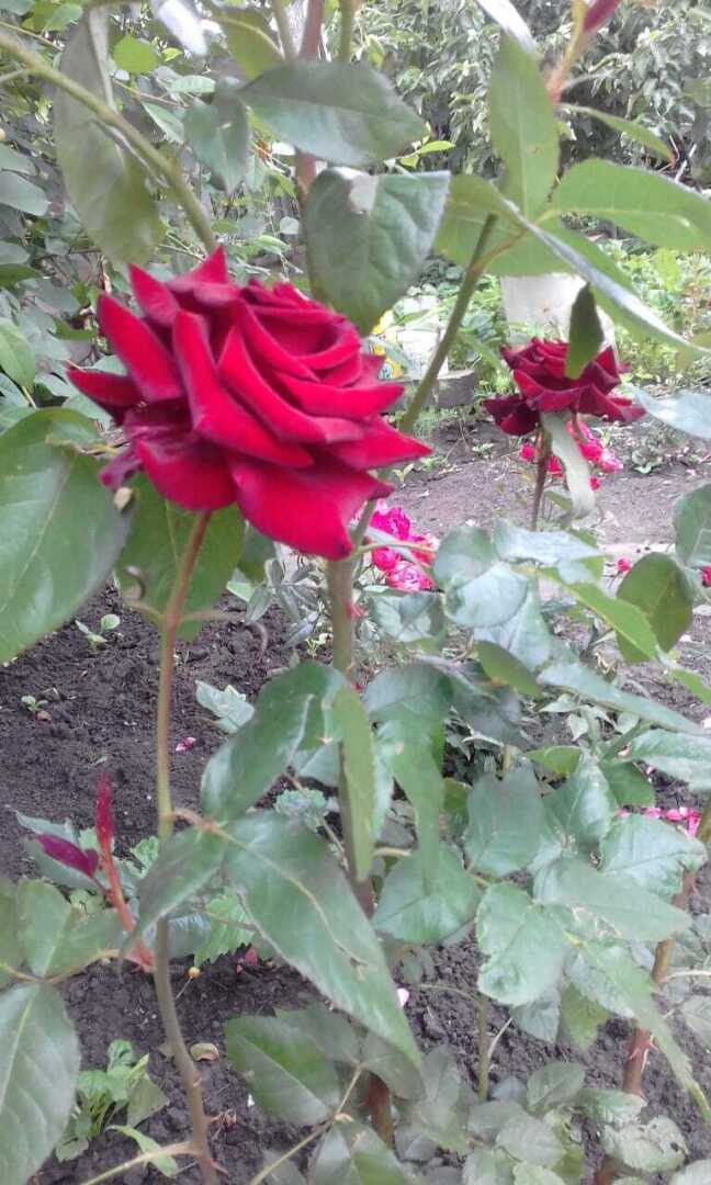 "Черная магия" - это не мистика, а завораживающая своей красотой моя чайно-гибридная роза