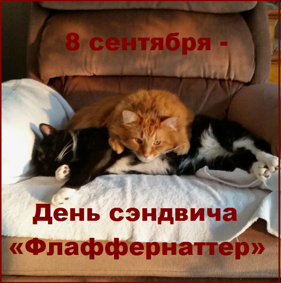 🐾Котопозитивчик в День ВВО🤗