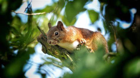 Филадельфийская белка нежно ест курицу и заставляет людей в Интернете смеяться