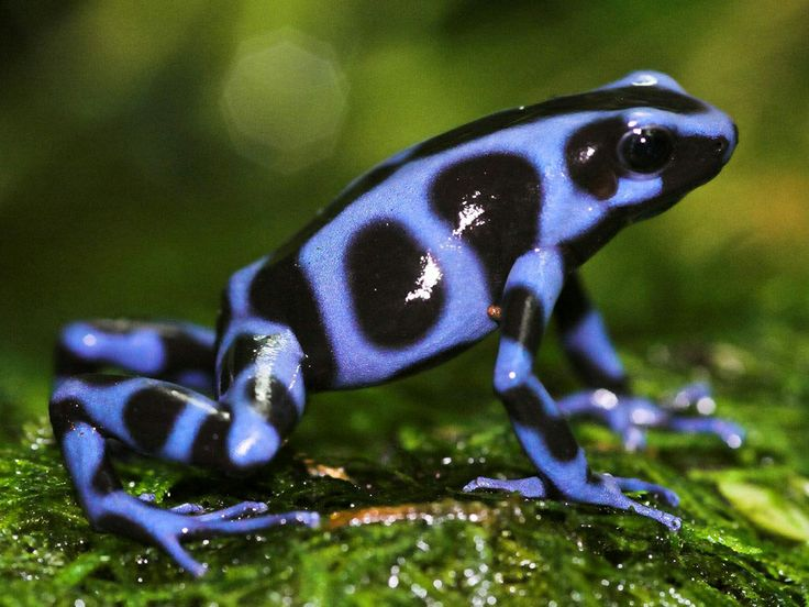 Удивительные животные: Топ-10 самых необычных созданий на Земле