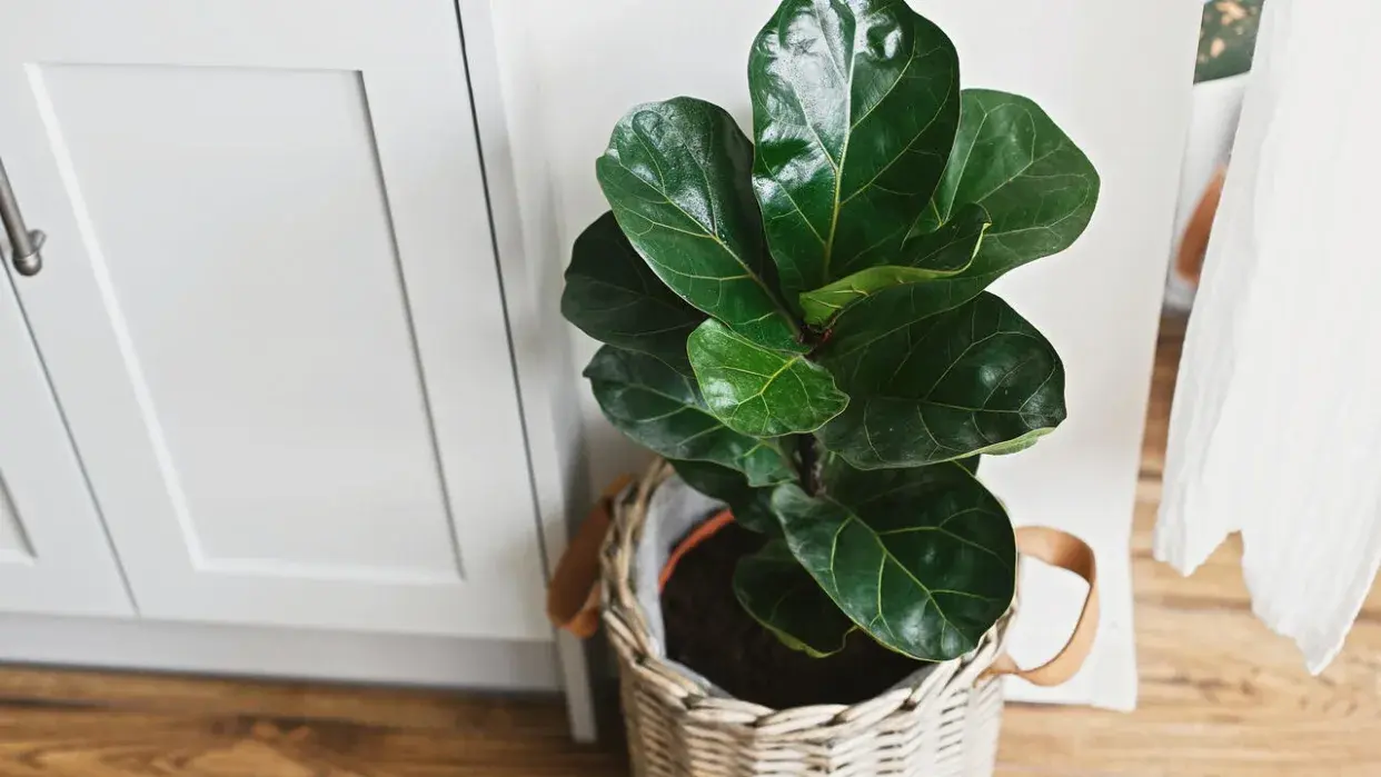 3 совета по уходу за прекрасным комнатным растением