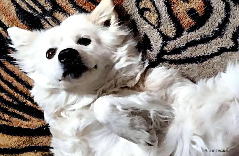 Можно ли вторгаться в личную границу псовых и гладить чужую собаку - правила поведения