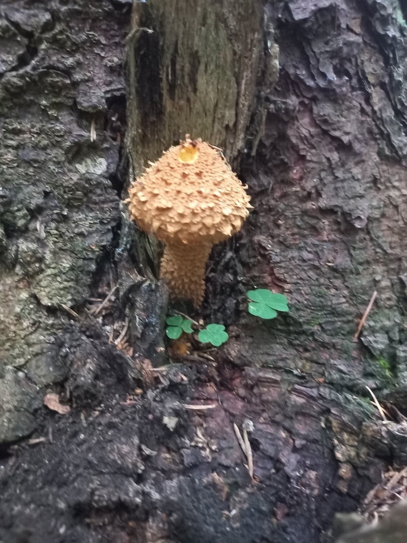 Все, что мы нашли в любимом лесу: один мухомор и один королевский опенок
