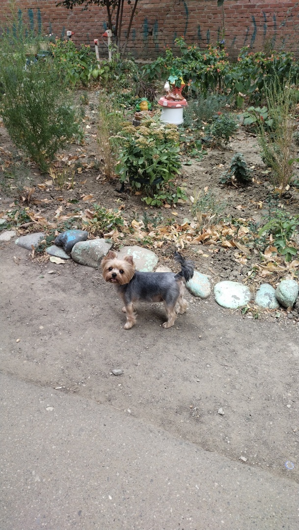 Вот что может быть полезно знать будущему хозяину йоркширского терьера.
