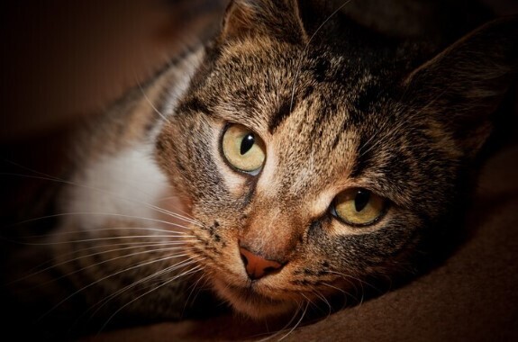 "Боевые котики": Крымские коты отправятся защищать Родину