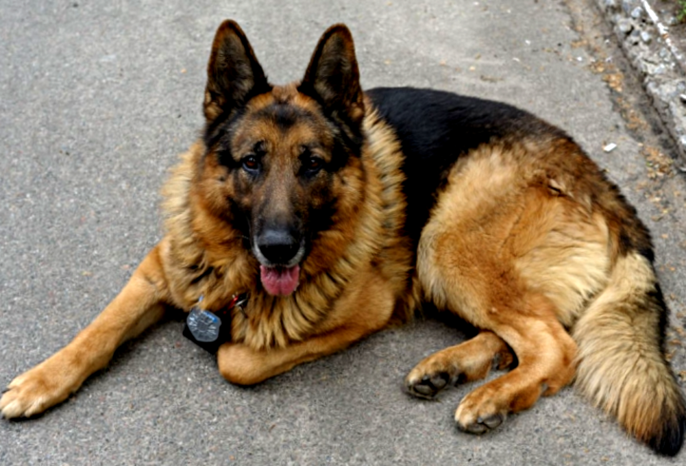 "Пес" - четвероногие, хвостатые актеры сериала