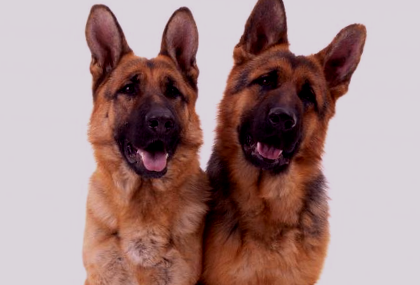 "Пес" - четвероногие, хвостатые актеры сериала