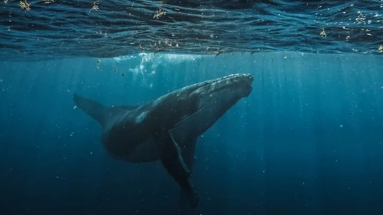 Посетители возмущены тем, что широко разрекламированная китовая акула китайского аквариума оказалась роботом