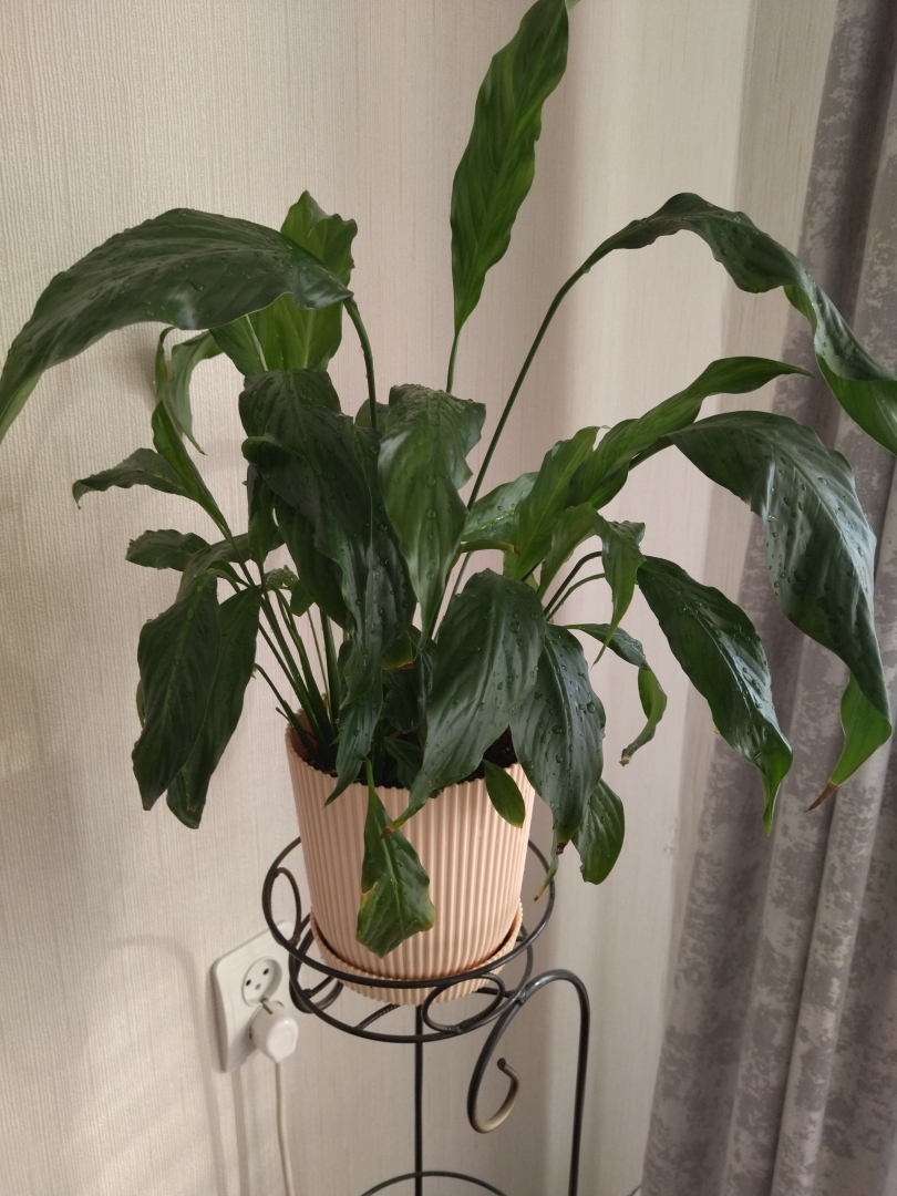 Спатифилум