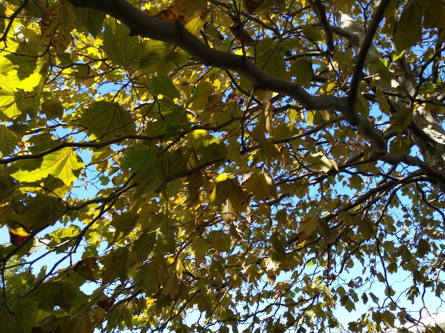 И почернело Черное море... Тот самый случай, когда в море теплее, чем на суше