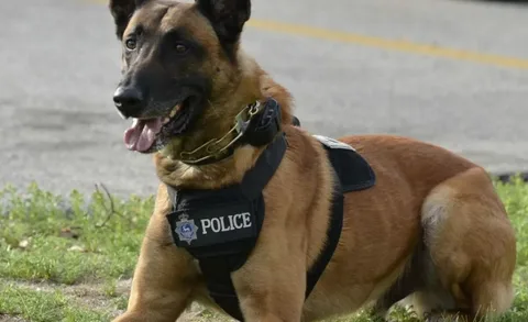 Полицейскую собаку обвинили в расизме. Реальный случай из Пенсильвании.