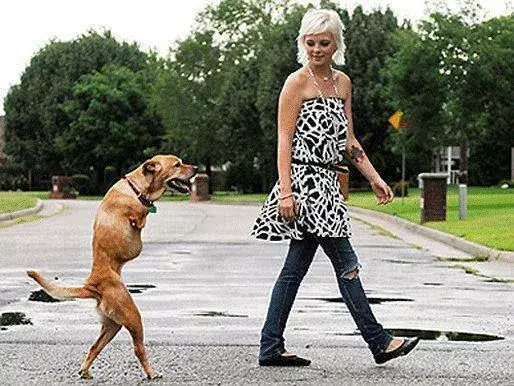 Квадробер наоборот. В сети завирусилось видео с собакой, которая ходит на задних лапах