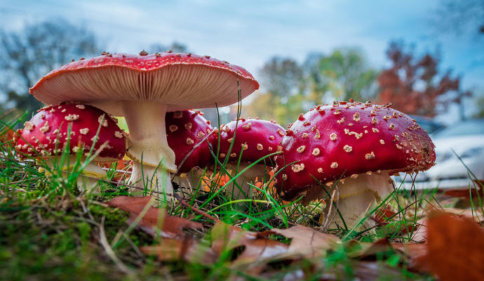 Россия вывозит тоннами мухоморы в Америку и Азию! 😲