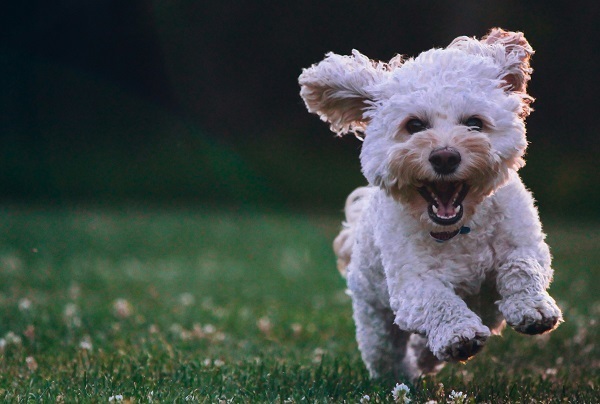 Применение псом Барбосом принципа «сначала постановление, а потом протокол»