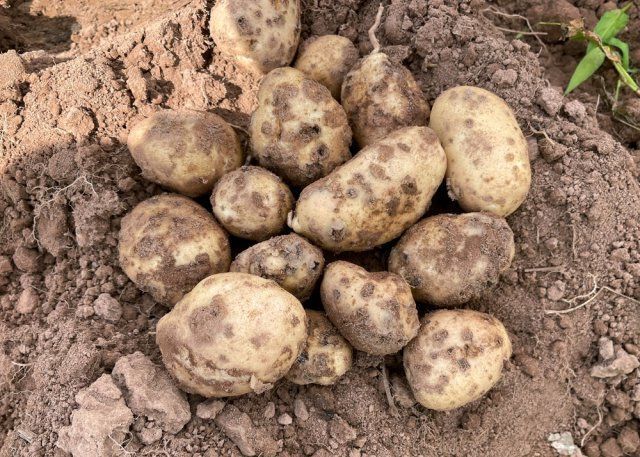 Почему картофель портится во время хранения