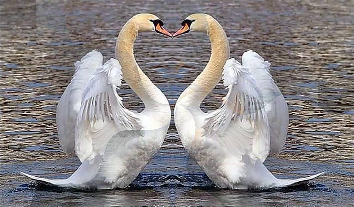 Не губите красоту напрасно, не стреляйте в белых лебедей!