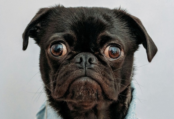 Барбосовы потуги на помощь лесозащитника