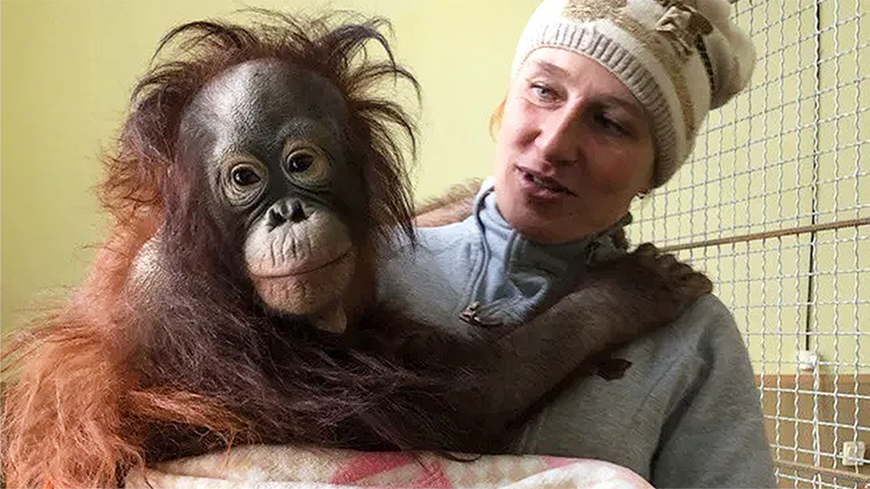 ⚡⚡⚡ Это не первый случай с трупом. Что происходит в парке «Тайган», где львы сражаются до смерти, а администратор самостоятельно убирала в вольере?