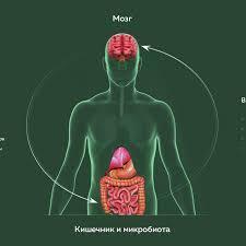 Кишечник и мозг связаны не только анатомически, но и функционально.