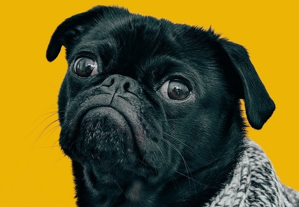 Пес Барбос и лесозащитники