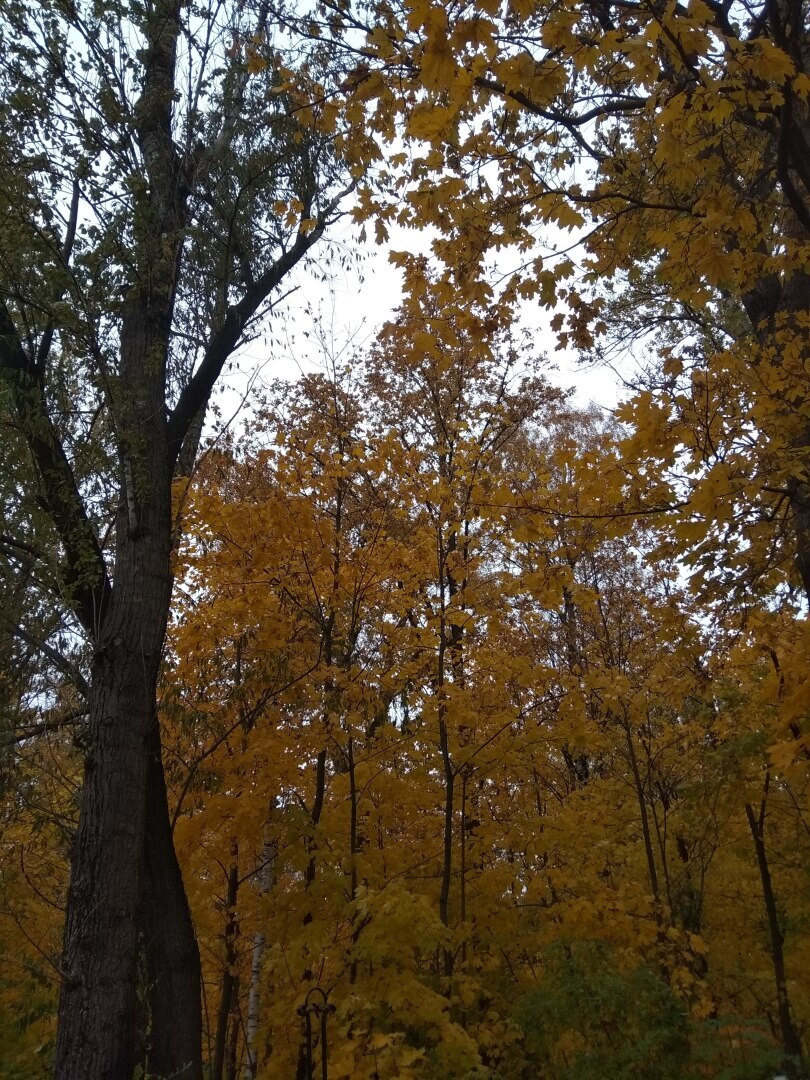 Осень в городе. Золотая пора в Санкт-Петербурге (фото)