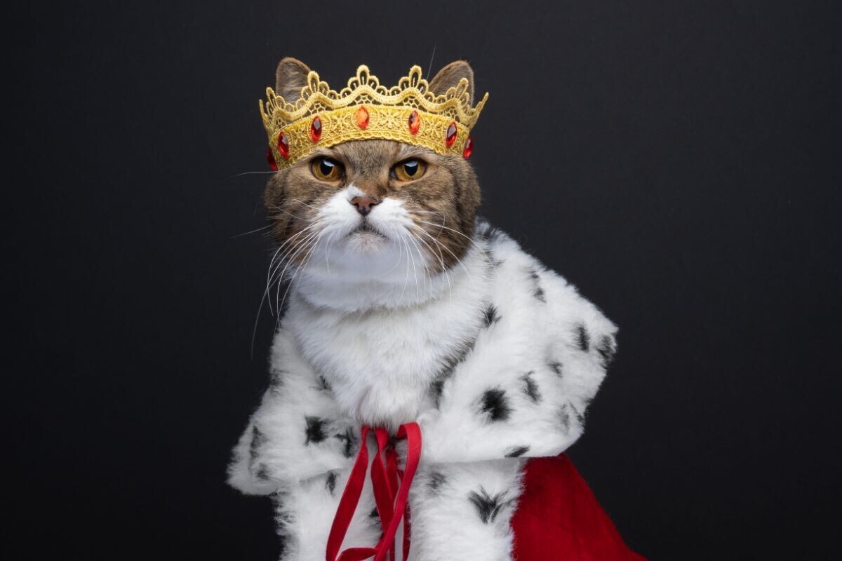 Избалованность кошки - как понять?