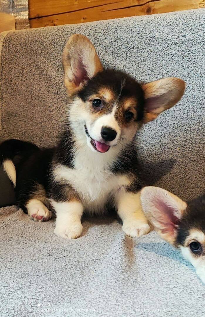 Пост знакомства с пресрасной корги Луной