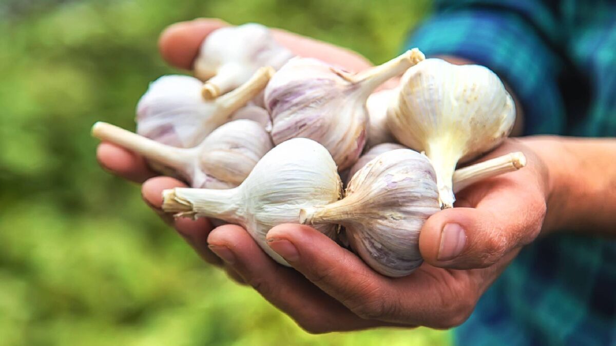 Полезные свойства Чеснока для женщин и мужчин