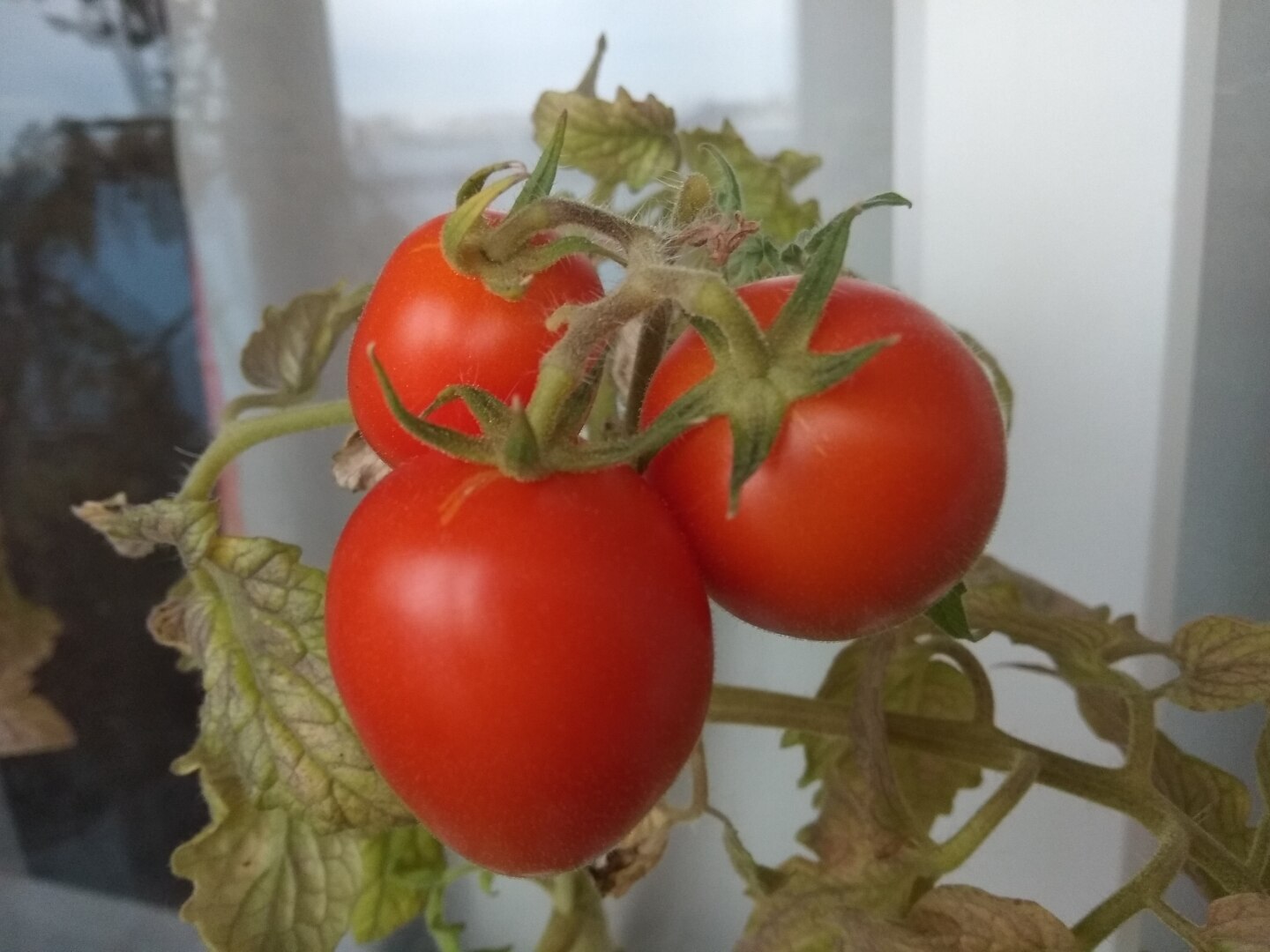 Осень в городе. Золотая пора в Санкт-Петербурге (фото)