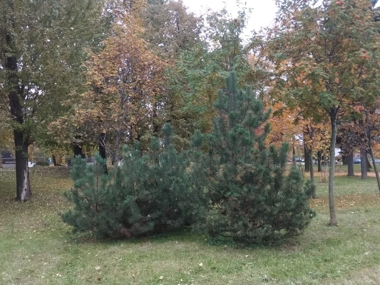 Осень в городе. Золотая пора в Санкт-Петербурге (фото)